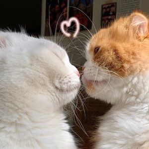 Meet your Posher, Slothpoth